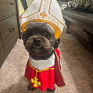 Bentley is registered to the contest to win money with this photo: dog, costume, pet, indoor, carpet, furniture, cute, small_dog, black_dog, clothing, hat, adorable, funny, portrait, animal, living_room, decor, floor, expression, underbite