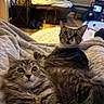 Hank is registered to the contest to win money with this photo: cat, tabby_cat, feline, pet, animal, indoor, blanket, cozy, fur, whiskers, living_room, furniture, couch, curtains, floor_rug, plant, soft_lighting, relaxing, wide_eyes, curious