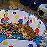 Hank is registered to the contest to win money with this photo: cat, orange_cat, sleeping, pom_poms, toy, playpen, indoor, wooden_floor, cat_bed, furniture, colorful, pet, cozy, resting, animal, home, cute, relaxing, soft, comfort