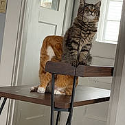 Hank is registered to the contest to win money with this photo: cat, tabby_cat, orange_cat, chair, wooden_table, indoor, door, window, reflection, feline, pets, funny, optical_illusion, fur, animal, domestic_cat, house, legs, paws, curious