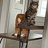 cat, tabby_cat, orange_cat, chair, wooden_table, indoor, door, window, reflection, feline, pets, funny, optical_illusion, fur, animal, domestic_cat, house, legs, paws, curious