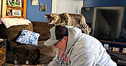 Hank joined the competition — help win amazing prizes! person, cat, indoor, furniture, assembly, blue_wall, curtains, glasses, cap, hoodie, shorts, carpet, wooden_floor, couch, pillow, television, photograph, screwdriver, table, home