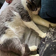 Larry is registered to the contest to win money with this photo: cat, sleeping, bed, blanket, human_arm, pillow, indoor, gray_cat, white_cat, fur, resting, cozy, patterned_bedspread, domestic_cat, pet, relaxation, comfort, closeup, animal, feline