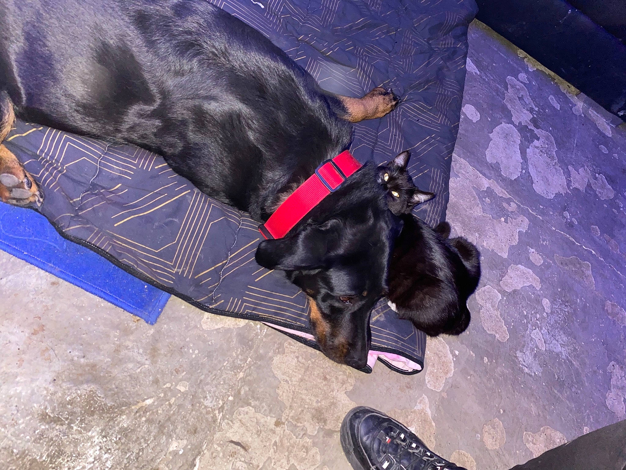 Black And White a rejoint le concours — aidez-le/la à gagner de superbes lots ! canidae, carnivore, collar, comfort, companion_dog, dog, dog_breed, dog_collar, dog_supply, foot, fur, leash, mammal, pet_supply, snout, sporting_group, strap, walking_shoe, working_animal, working_dog