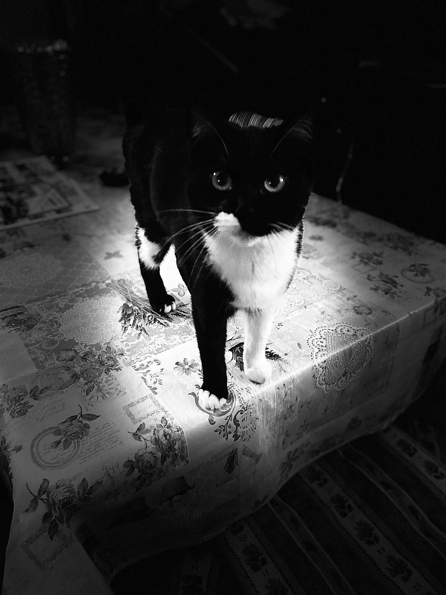 Black And White participe au concours pour gagner de l'argent avec cette photo : black, black_and_white, carnivore, cat, curious, felidae, fur, mammal, monochrome, monochrome_photography, small_to_medium_sized_cats, snout, tail, terrestrial_animal, whiskers