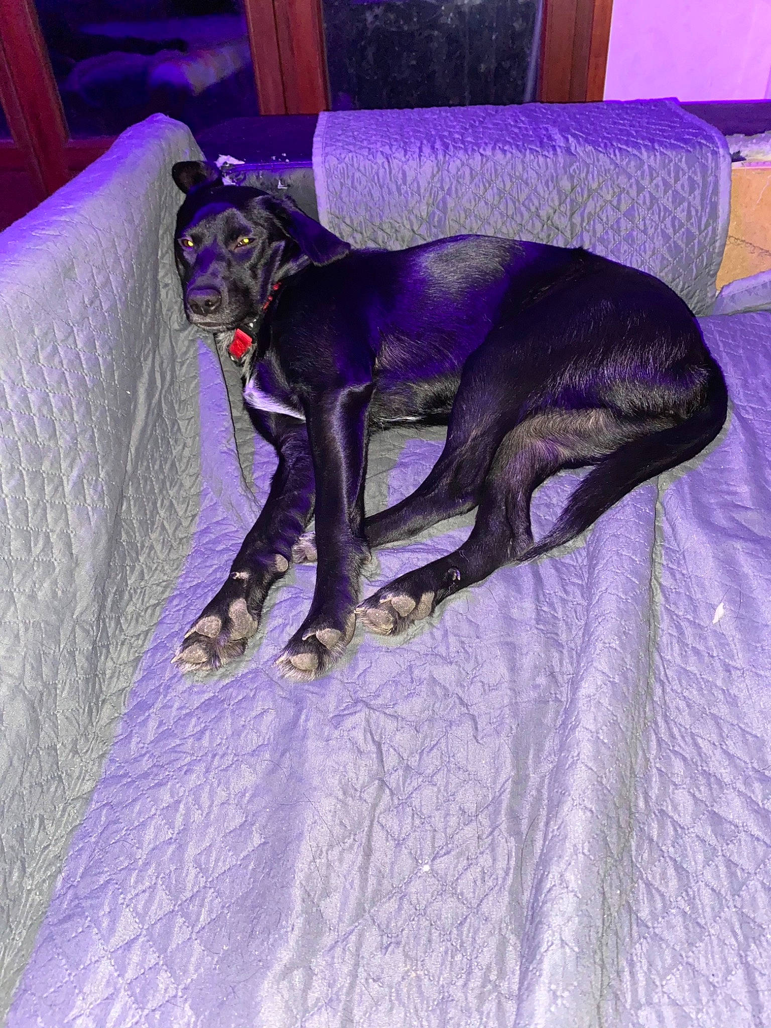 Rex a rejoint le concours — aidez-le/la à gagner de superbes lots ! cabinetry, canidae, carnivore, companion_dog, dog, dog_breed, lavender, linens, purple, sighthound, sporting_group, tail, terrestrial_animal, violet, working_animal, working_dog