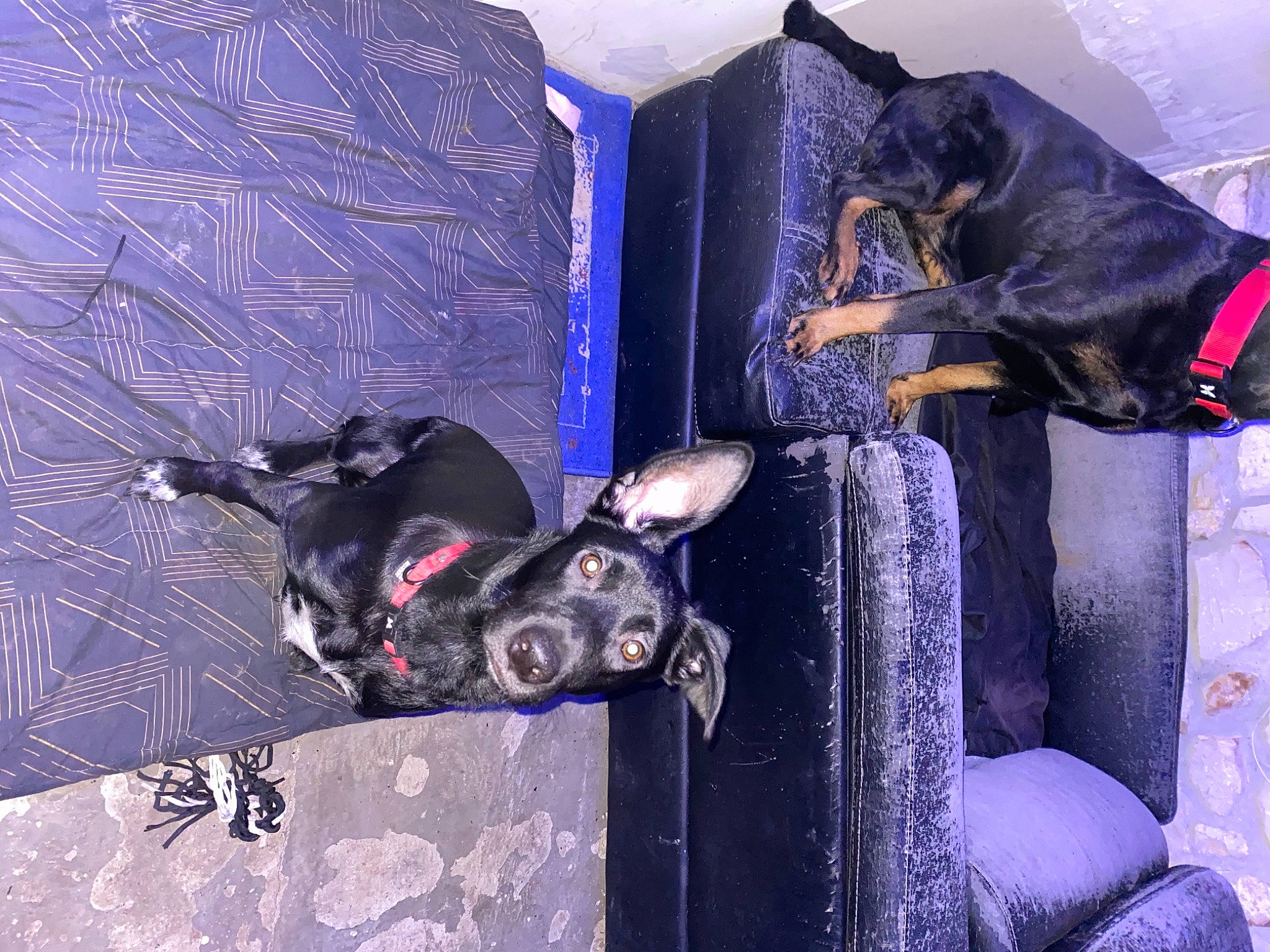 Rex a rejoint le concours — aidez-le/la à gagner de superbes lots ! borador, canidae, carnivore, collar, companion_dog, dog, dog_breed, dog_collar, dog_supply, guard_dog, hunting_dog, leash, pet_supply, purple, snout, sporting_group, vertebrate, working_animal, working_dog