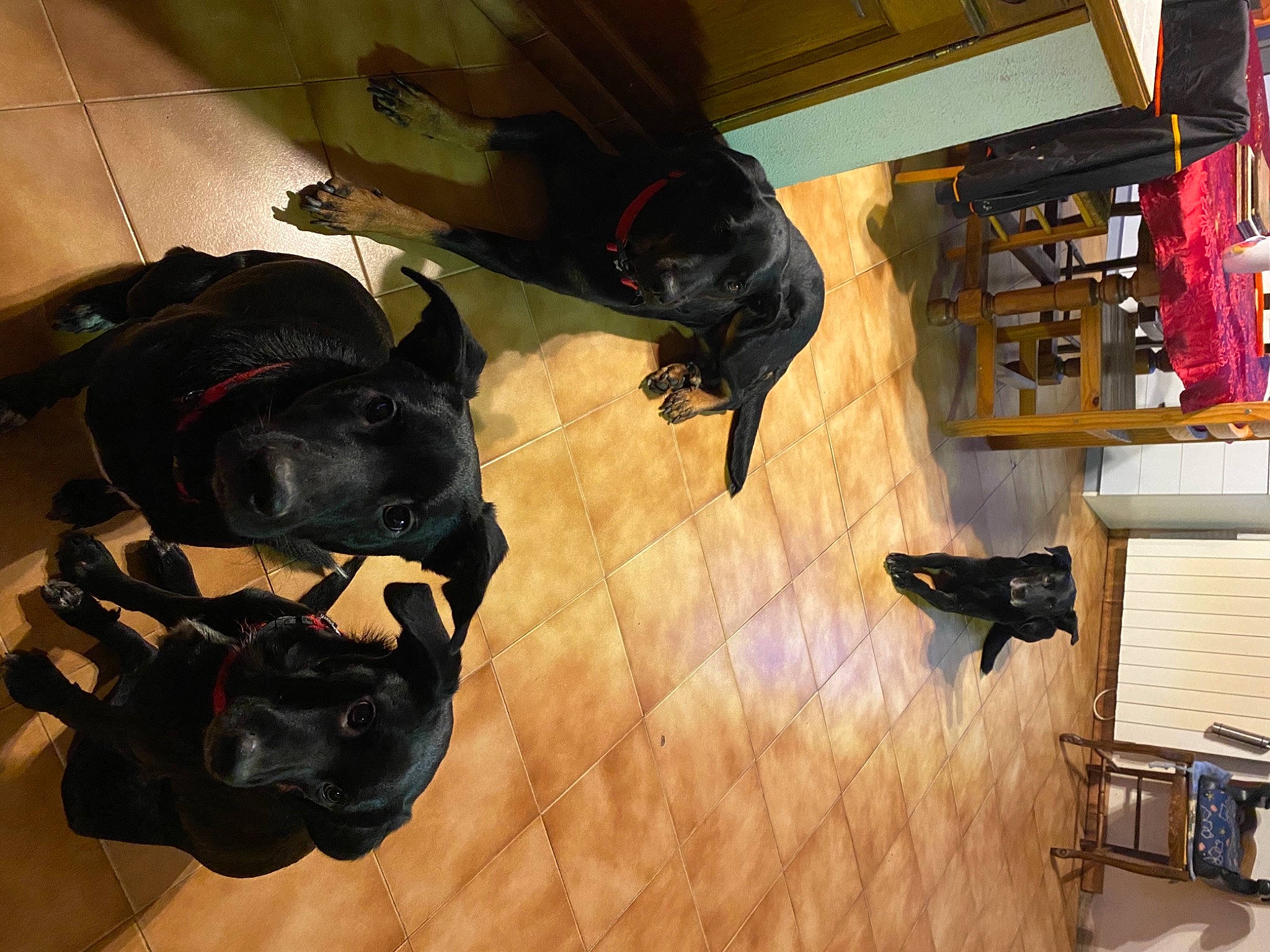 Rex a rejoint le concours — aidez-le/la à gagner de superbes lots ! borador, canidae, carnivore, companion_dog, dog, dog_breed, non_sporting_group, shadow, snout, sporting_group, working_animal