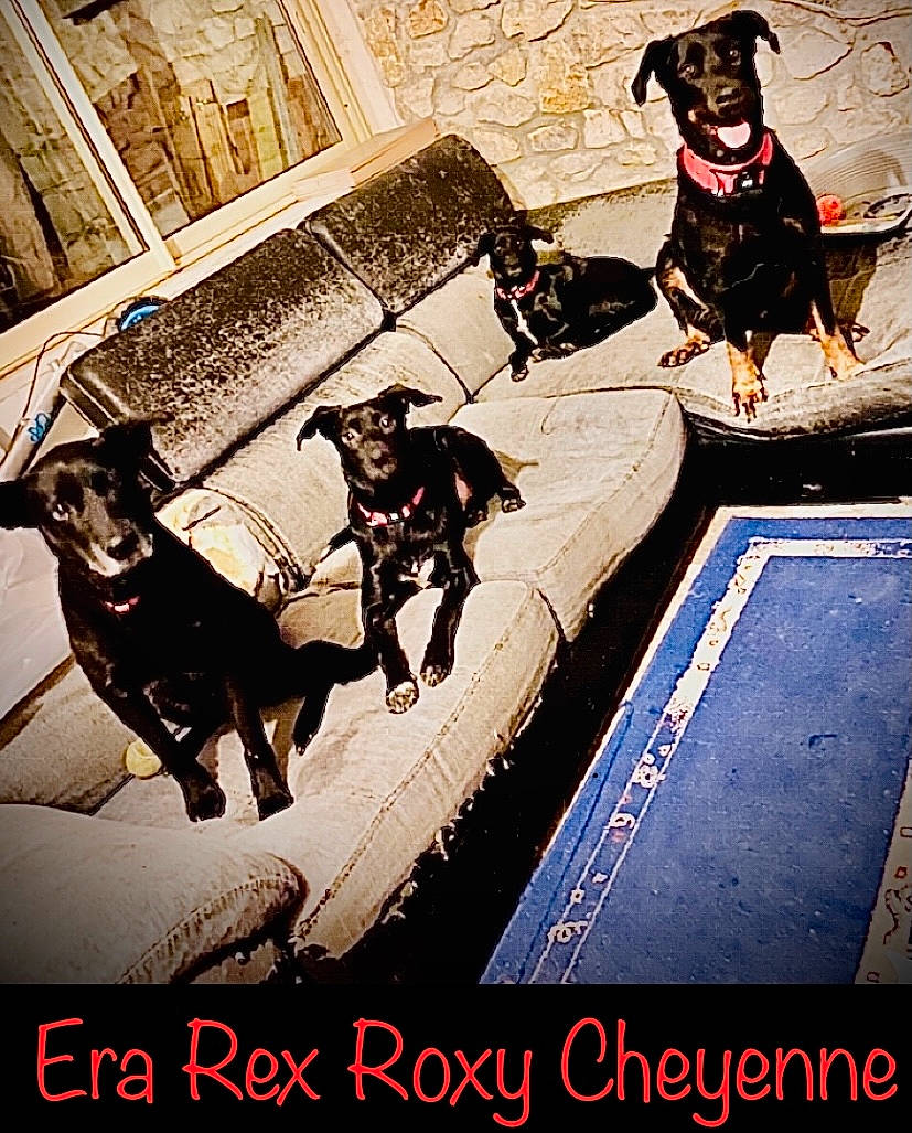 Rex a rejoint le concours — aidez-le/la à gagner de superbes lots ! advertising, canidae, carnivore, collar, companion_dog, dog, dog_breed, dog_collar, dog_supply, guard_dog, hunting_dog, illustration, leash, mammal, pet_supply, poster, snout, sporting_group, vertebrate, working_animal