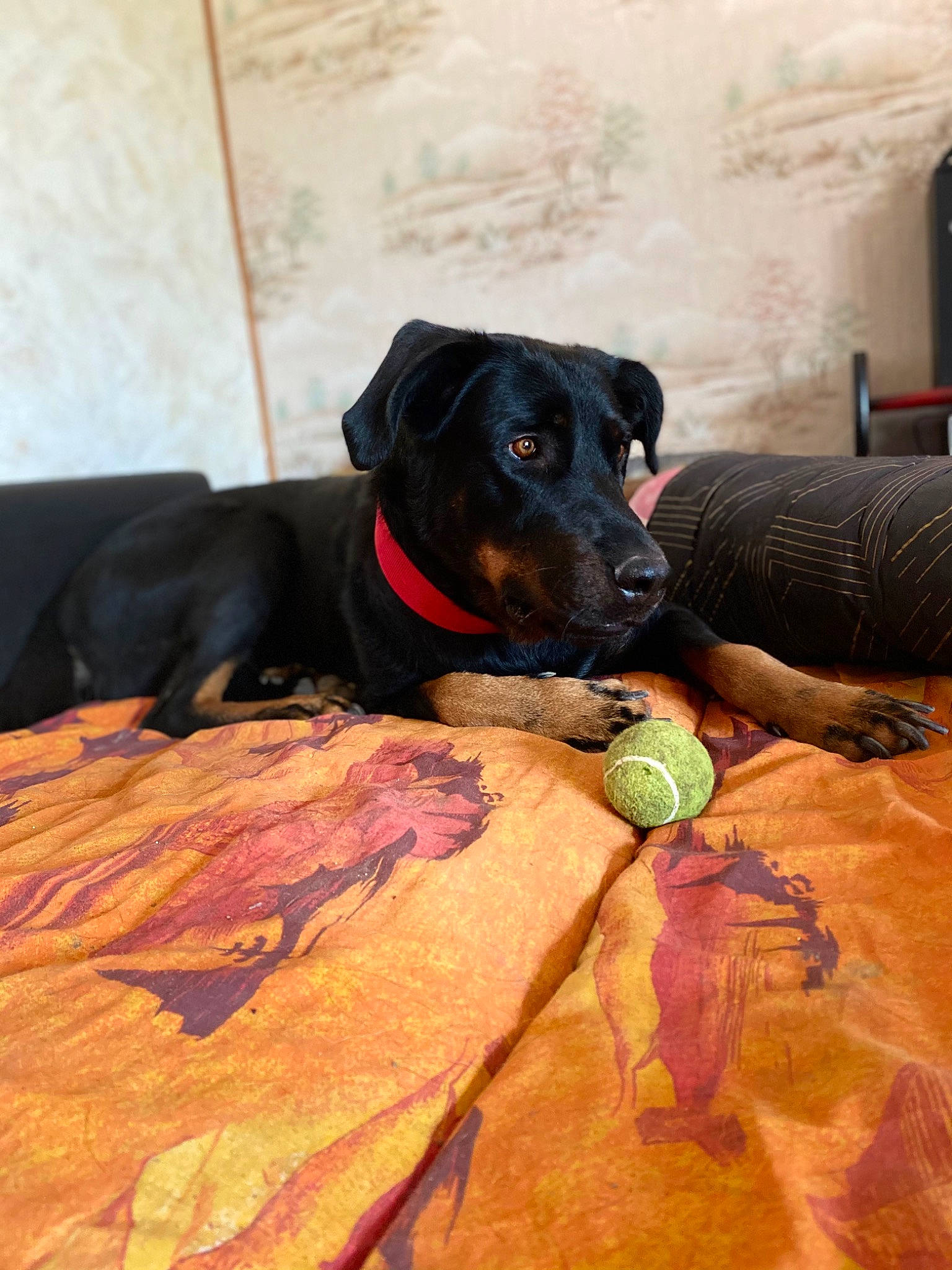 Cheyenne a rejoint le concours — aidez-le/la à gagner de superbes lots ! canidae, carnivore, collar, companion_dog, dog, dog_breed, dog_collar, dog_supply, dog_toy, home_accessories, linens, mammal, pet_supply, snout, sporting_group, stuffed_toy, toy, working_animal, working_dog