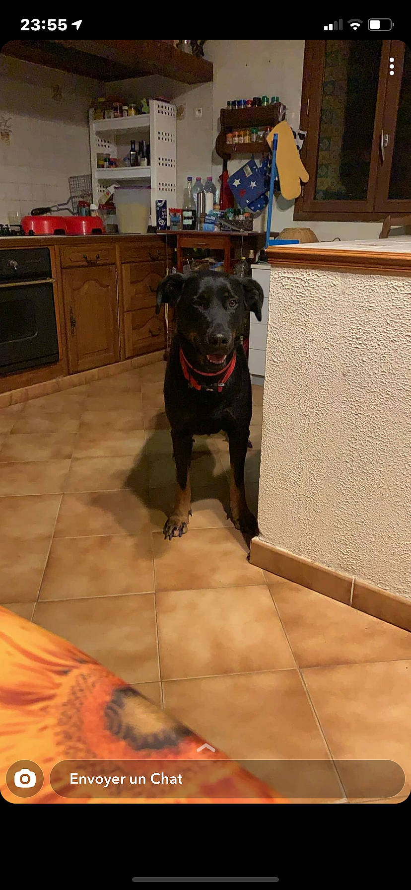 Cheyenne a rejoint le concours — aidez-le/la à gagner de superbes lots ! cabinetry, carnivore, collar, countertop, cupboard, dog, dog_breed, drawer, floor, flooring, home, home_appliance, kitchen, kitchen_appliance, major_appliance, oven, snout, sporting_group, wood_stain, working_animal