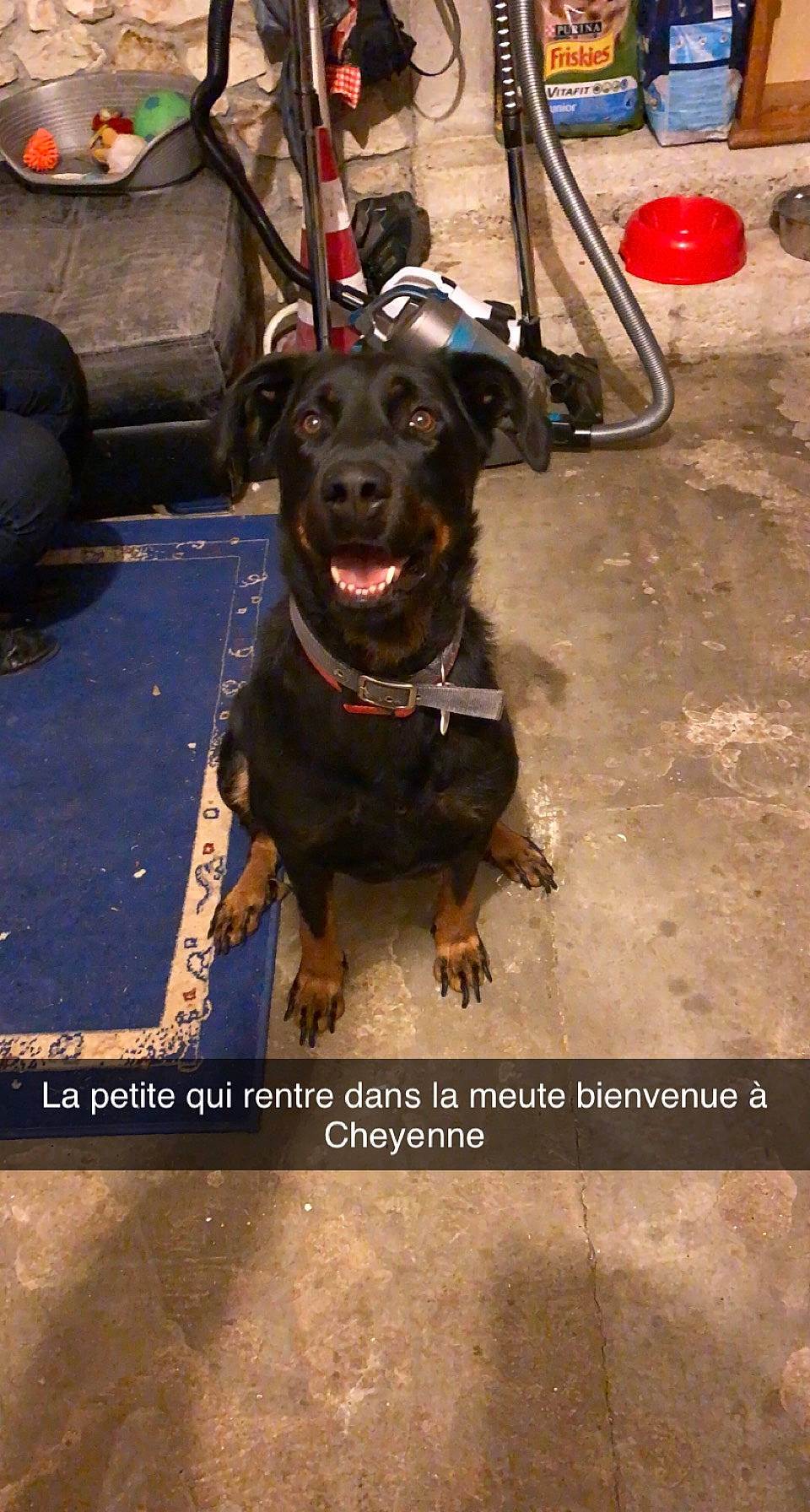 Cheyenne participe au concours pour gagner de l'argent avec cette photo : canidae, carnivore, collar, companion_dog, dog, dog_breed, dog_collar, dog_supply, floor, guard_dog, leash, pet_supply, photo_caption, snout, sporting_group, whiskers, working_animal, working_dog
