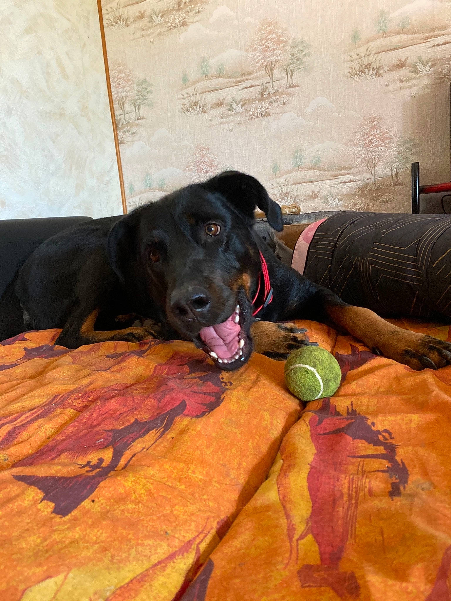 Cheyenne participe au concours pour gagner de l'argent avec cette photo : borador, canidae, carnivore, collar, companion_dog, dog, dog_breed, dog_supply, dog_toy, gun_dog, linens, mammal, pet_supply, retriever, snout, sporting_group, terrestrial_animal, vertebrate, working_animal, working_dog