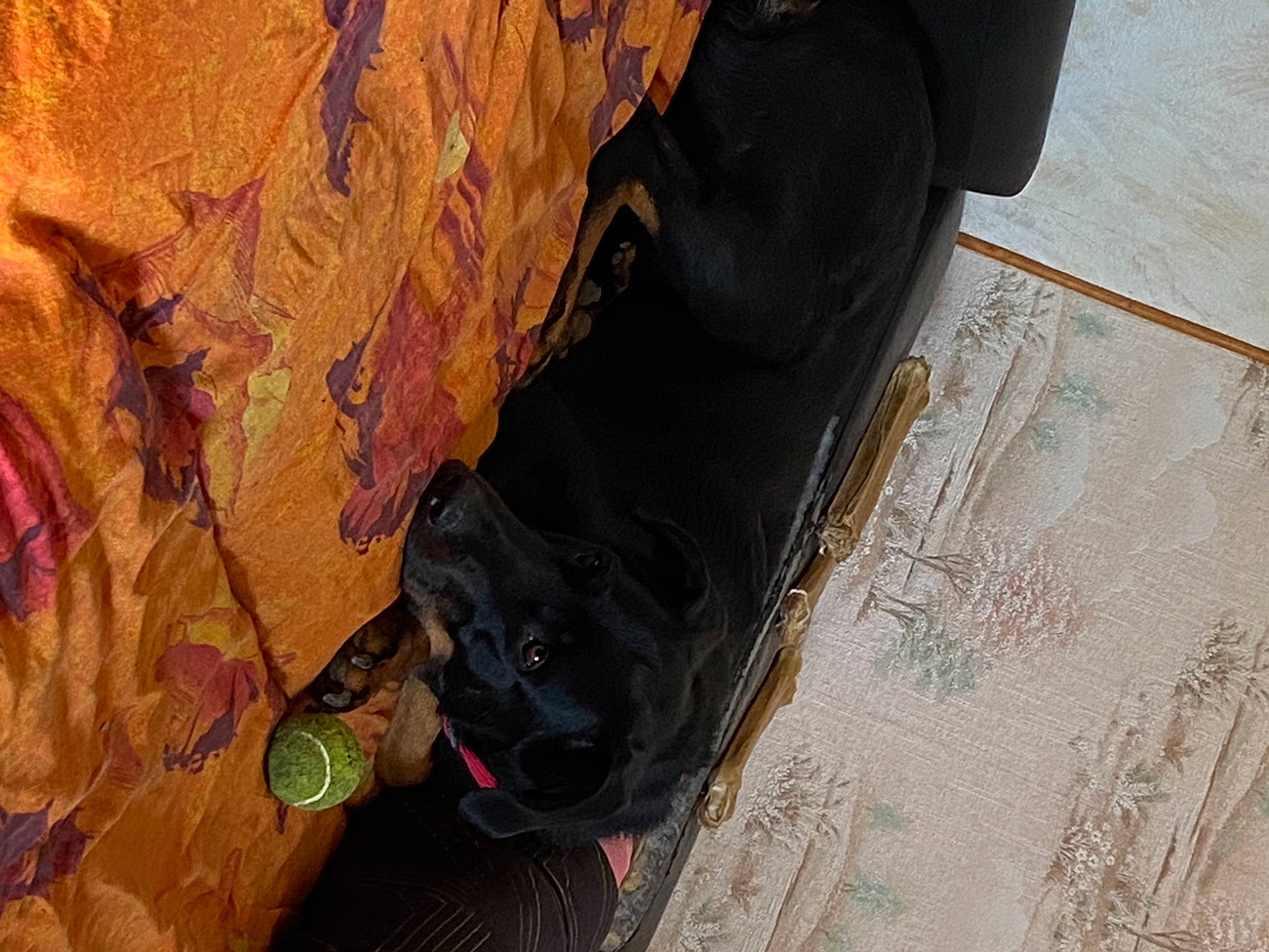 Cheyenne a rejoint le concours — aidez-le/la à gagner de superbes lots ! canidae, carnivore, collar, companion_dog, dog, dog_breed, dog_collar, fender, non_sporting_group, pet_supply, snout, sporting_group, synthetic_rubber, tire_care, tread, working_animal, working_dog