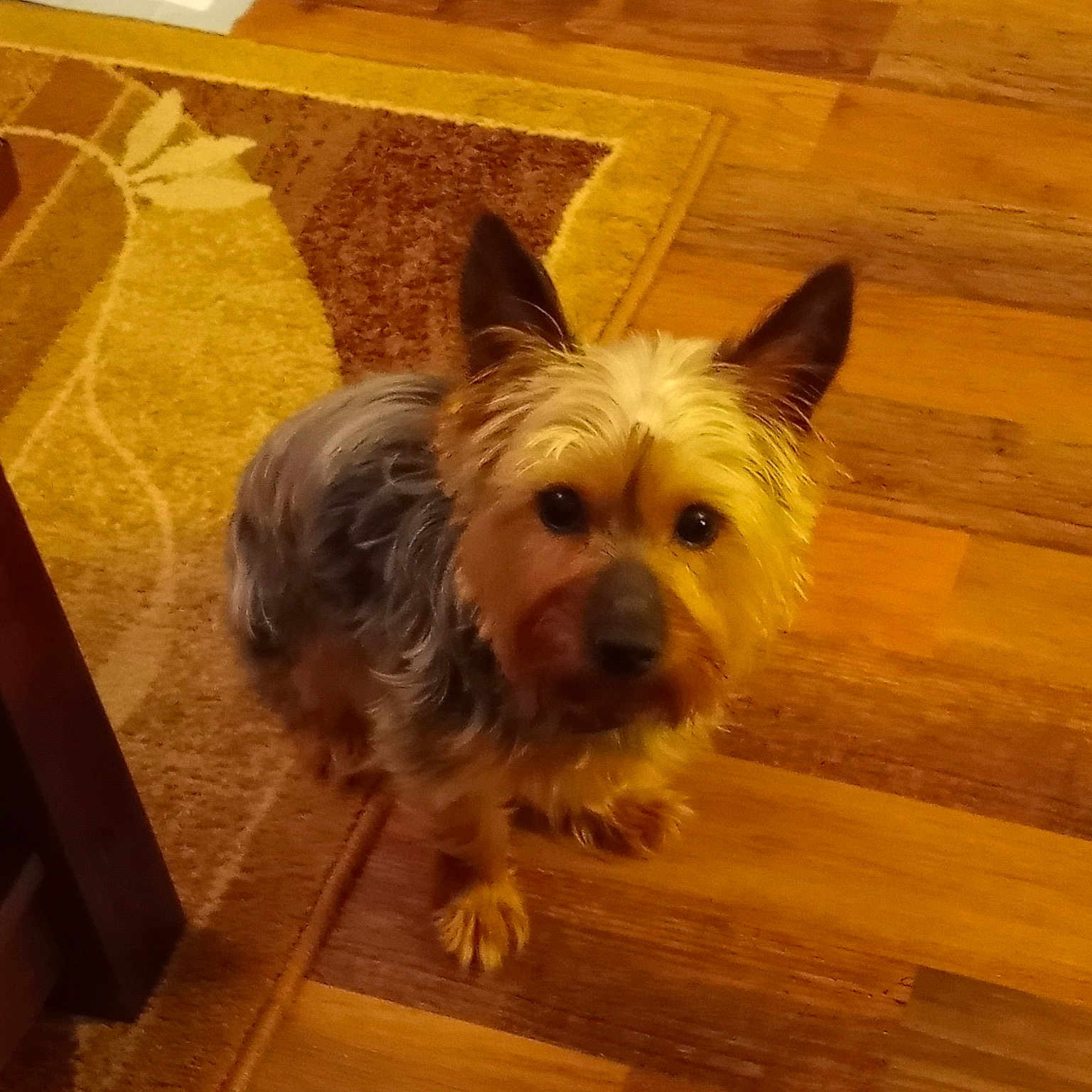 Cocoa
