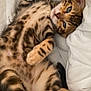 Saïko a rejoint le concours — aidez-le/la à gagner de superbes lots ! cat, kitten, lying_down, spotted_fur, paws, whiskers, eyes, face, fur, bed, quilt, white_background, relaxed, cute, pet, animal, domestic_cat, resting, indoor, closeup