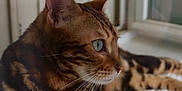 Saïko a rejoint le concours — aidez-le/la à gagner de superbes lots ! cat, bengal_cat, animal, pet, fur, striped, green_eyes, whiskers, windowsill, indoor, relaxed, side_view, mammal, feline, closeup, portrait, domestic_animal, window, resting, curious