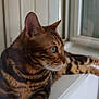 cat, bengal_cat, animal, pet, fur, striped, green_eyes, whiskers, windowsill, indoor, relaxed, side_view, mammal, feline, closeup, portrait, domestic_animal, window, resting, curious