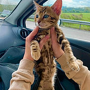 Saïko a rejoint le concours — aidez-le/la à gagner de superbes lots ! kitten, cat, animal, pet, hands, car_interior, window, greenery, landscape, blue_eyes, spotted_fur, curious, alert, young_cat, feline, domestic_cat, person, sleeves, casual_clothing, road