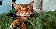 Saïko participe au concours pour gagner de l'argent avec cette photo : cat, closed_eyes, comfort, couch, cozy, domestic_animal, ears, furniture, green_blanket, home, indoor, mammal, pet, relaxing, resting, sleeping, soft_texture, stretching_paws, tabby_cat, whiskers