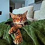 Saïko participe au concours pour gagner de l'argent avec cette photo : cat, sleeping, relaxing, indoor, green_blanket, stretching_paws, furniture, couch, cozy, pet, mammal, tabby_cat, whiskers, ears, closed_eyes, soft_texture, home, comfort, resting, domestic_animal