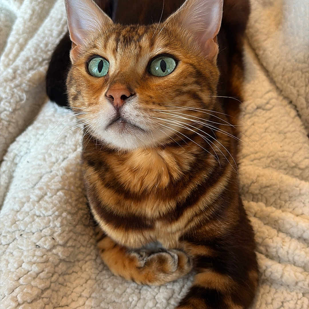 Saïko participe au concours pour gagner de l'argent avec cette photo : animal, bengal_cat, blanket, cat, close_up, cozy, cute, domestic_animal, feline, fur, green_eyes, indoor, lying_down, mammal, paw, pet, relaxing, soft_texture, striped, whiskers