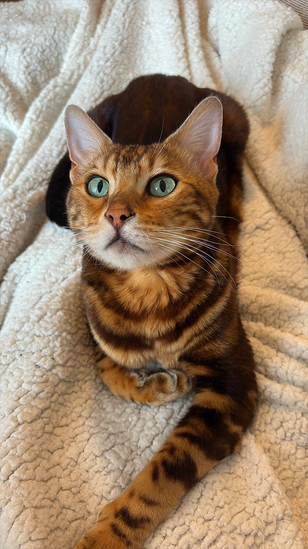 Saïko