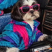 Juno is registered to the contest to win money with this photo: dog, shih_tzu, sunglasses, jacket, windbreaker, colorful, car, interior, cassette, music, retro, 1980s, fashion, portrait, pet, seated, black_and_white, fluffy, funny, vintage