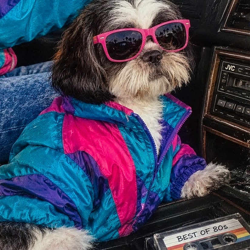 Juno is registered to the contest to win money with this photo: dog, shih_tzu, sunglasses, jacket, windbreaker, colorful, car, interior, cassette, music, retro, 1980s, fashion, portrait, pet, seated, black_and_white, fluffy, funny, vintage