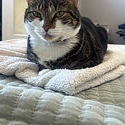 Rein is registered to the contest to win money with this photo: bed, blanket, cat, close_up, cozy, domestic_cat, ears, fur, green_eyes, indoor, loaf, looking_at_camera, muzzle, paws, pet, portrait, relaxed, tabby_cat, towel, whiskers