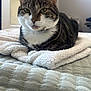 bed, blanket, cat, close_up, cozy, domestic_cat, ears, fur, green_eyes, indoor, loaf, looking_at_camera, muzzle, paws, pet, portrait, relaxed, tabby_cat, towel, whiskers
