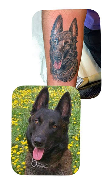 Goliath participe au concours pour gagner de l'argent avec cette photo : canidae, carnivore, companion_dog, dog, dog_breed, dog_supply, fashion_accessory, fawn, grass, herding_dog, non_sporting_group, pattern, plant, sleeve, snout, sporting_group, terrestrial_animal, toy_dog, working_animal, working_dog