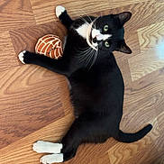 Jimmy joined the competition — help win amazing prizes! animal, black_and_white_cat, cat, curious, cute, domestic_cat, feline, flooring, green_eyes, household, indoor, lying_down, mammal, paws, pet, playful, relaxed, toy, whiskers, wooden_floor