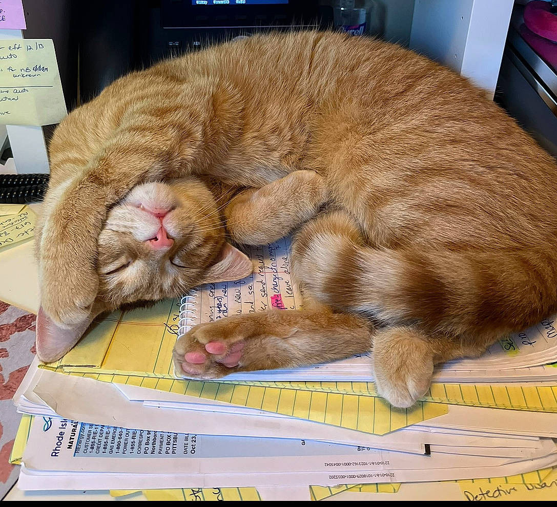 Alex is registered to the contest to win money with this photo: cabinetry, carnivore, cat, claw, comfort, domestic_short_haired_cat, fawn, felidae, fur, nap, paw, pet_supply, sleep, small_to_medium_sized_cats, snout, tail, whiskers
