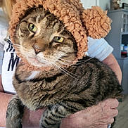 Ricky is registered to the contest to win money with this photo: cat, tabby_cat, pet, animal, hat, teddy_bear_hat, pom_pom, person, indoor, holding, feline, cute, cozy, funny, domestic_animal, striped, fur, whiskers, ears, expression