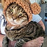 cat, tabby_cat, pet, animal, hat, teddy_bear_hat, pom_pom, person, indoor, holding, feline, cute, cozy, funny, domestic_animal, striped, fur, whiskers, ears, expression