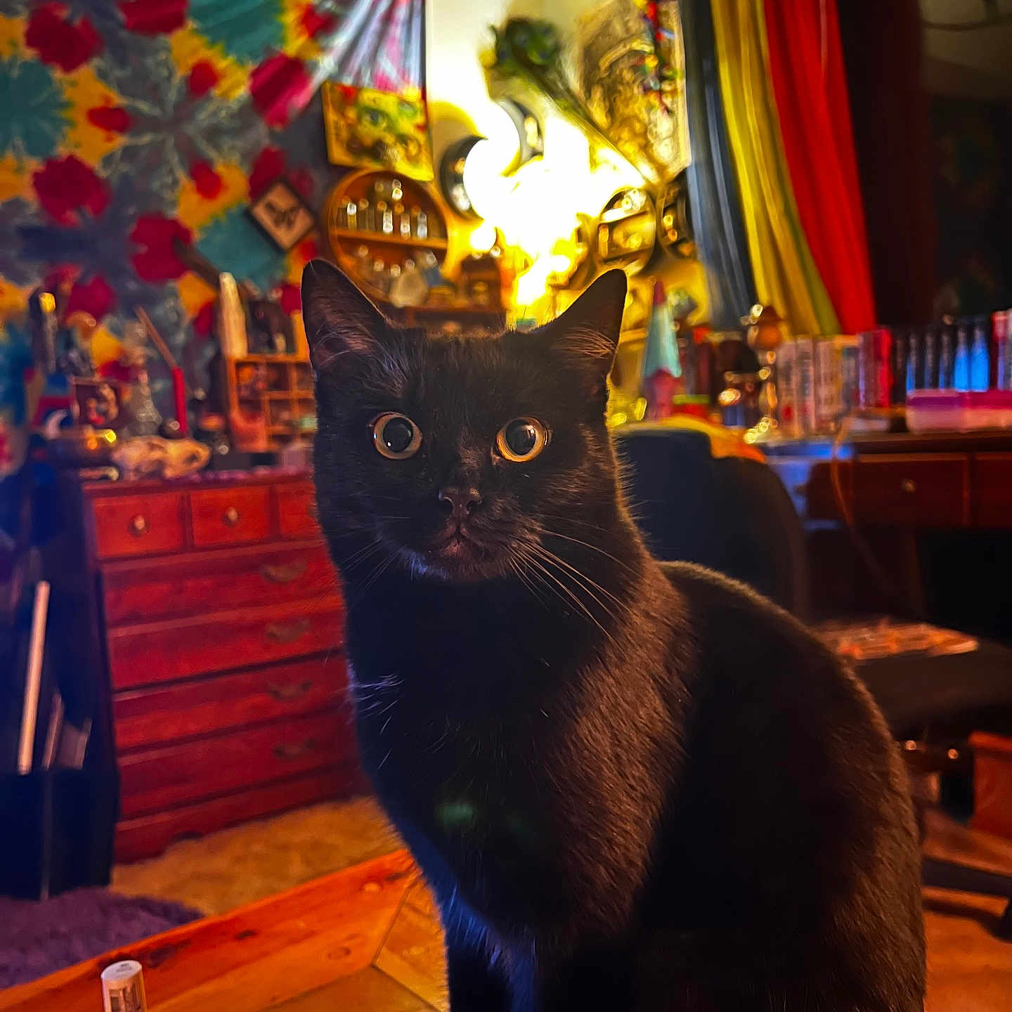 Miuiki joined the competition — help win amazing prizes! alcohol, animal, architecture, beer, beverage, blackcat, bottle, building, cat, chair, cosmetics, furniture, hardwood, indoors, livingroom, perfume, pet, pub, room, wood