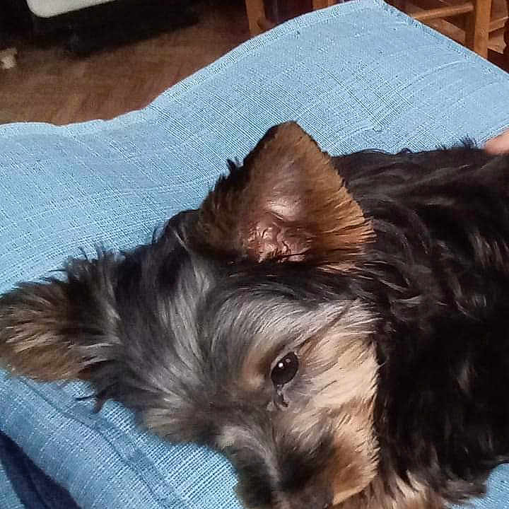 Talyas a rejoint le concours — aidez-le/la à gagner de superbes lots ! animal, blanket, canine, chair, cockerspaniel, couch, cushion, dog, dogbed, furniture, homedecor, person, pet, puppy, sleeping, terrier