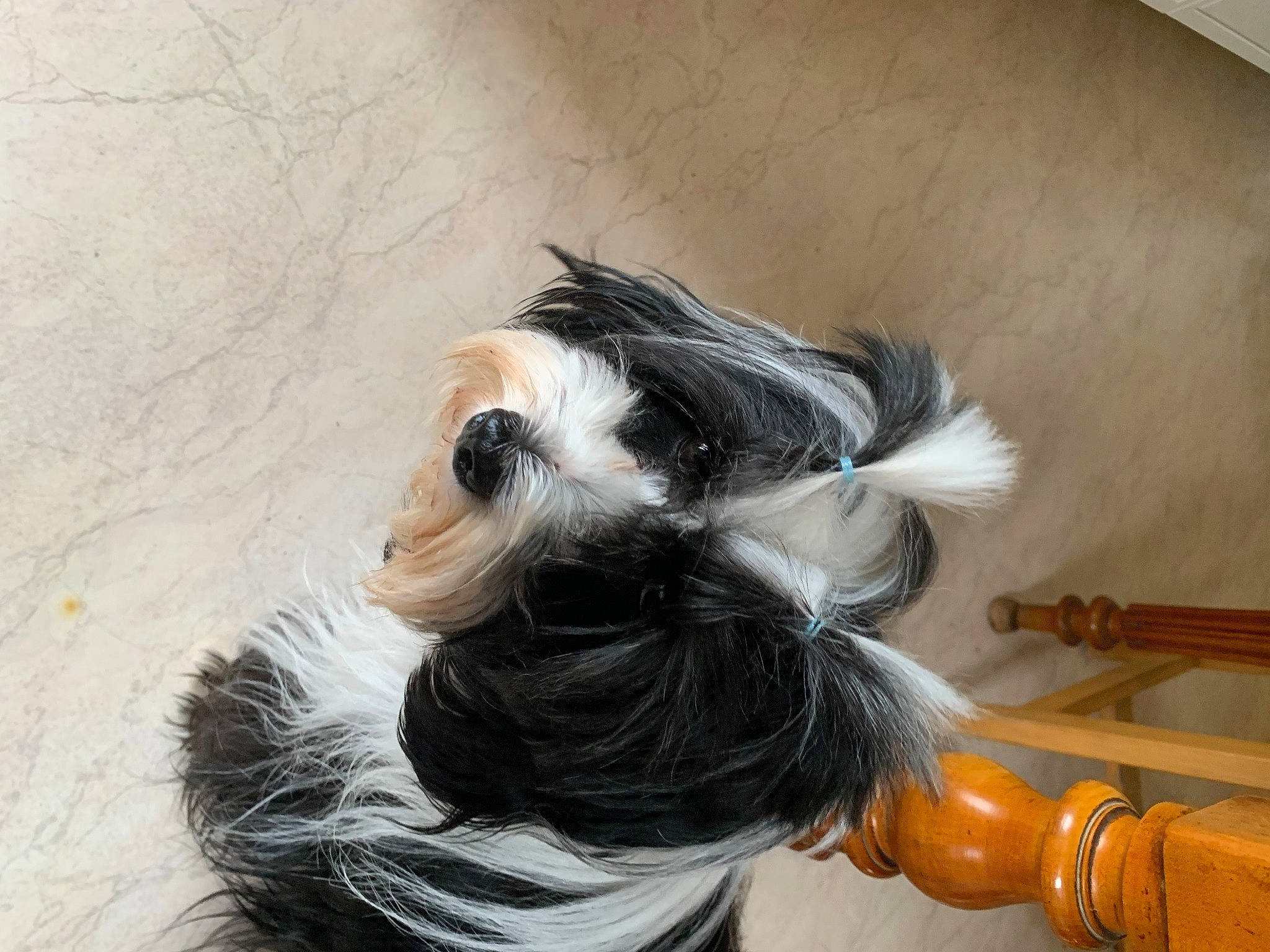 Pemba a rejoint le concours — aidez-le/la à gagner de superbes lots ! calabaza, canidae, carnivore, comfort, companion_dog, dog, dog_breed, dog_supply, ear, fashion_accessory, fawn, fur, gas, hair, liver, pet_supply, small_terrier, sporting_group, tail, toy_dog