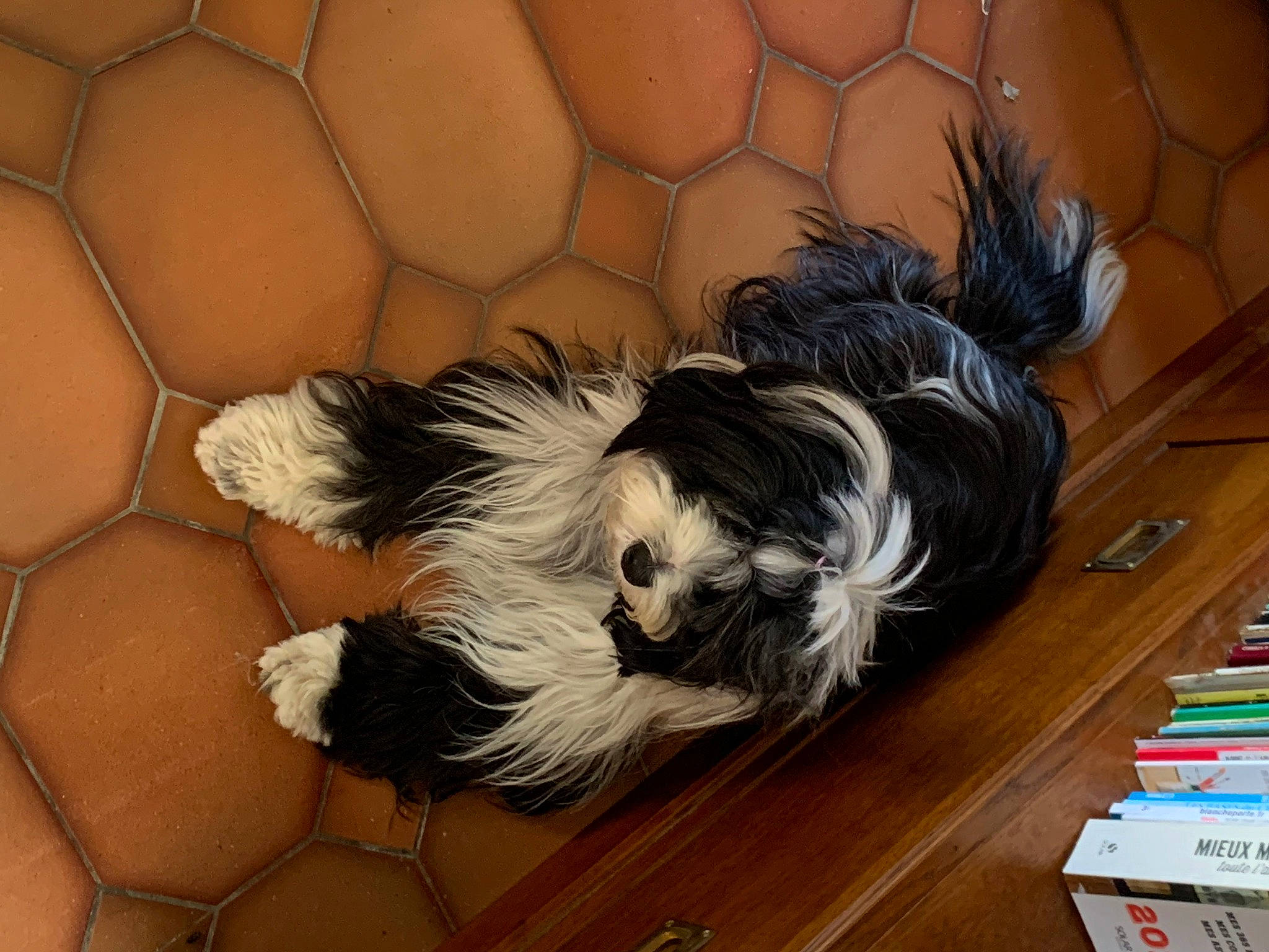 Pemba participe au concours pour gagner de l'argent avec cette photo : biewer_terrier, carnivore, comfort, companion_dog, dog, dog_breed, dog_supply, flooring, fur, hardwood, liver, non_sporting_group, pattern, pet_supply, publication, small_terrier, tail, toy_dog, wood, working_animal