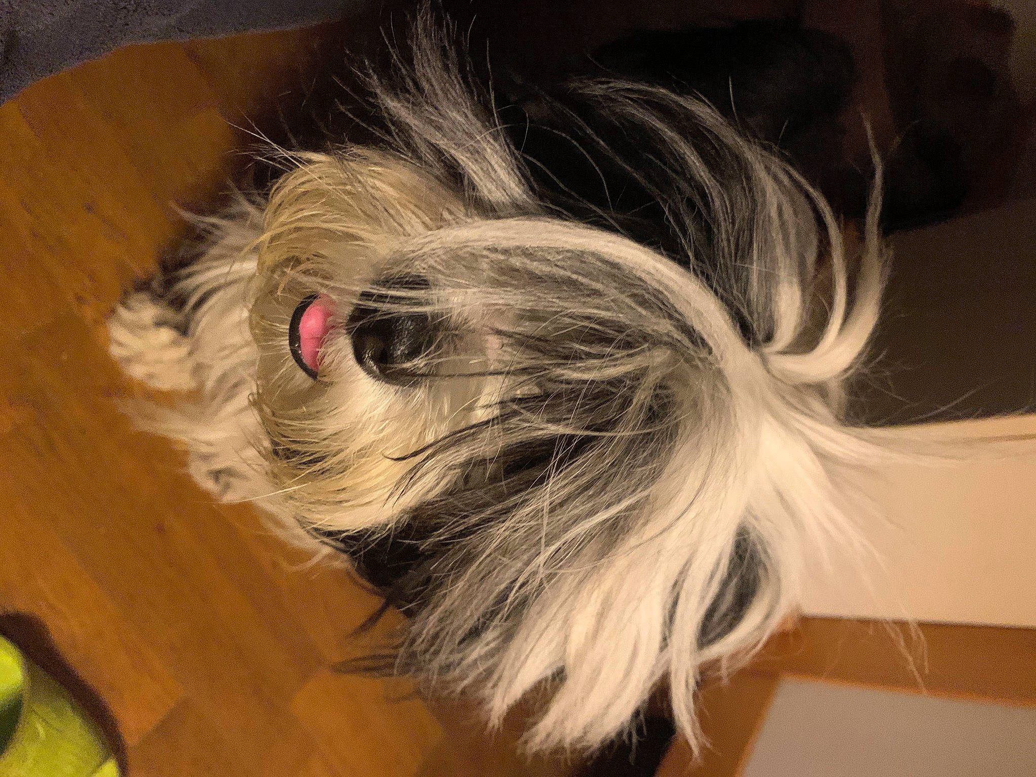 Pemba a rejoint le concours — aidez-le/la à gagner de superbes lots ! brown_hair, canidae, carnivore, companion_dog, dog, dog_breed, eyelash, eyewear, fashion_accessory, flooring, fur, hardwood, helmet, liver, long_hair, snout, sporting_group, toy_dog, whiskers, wood