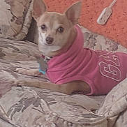 Queenie joined the competition — help win amazing prizes! animal, chihuahua, couch, cozy, cute, dog, domestic_animal, ears_up, floral_pattern, furniture, home, indoor, looking_at_camera, mammal, pet, pink_hoodie, power_outlet, resting, small_dog, textile