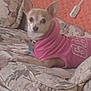 animal, chihuahua, couch, cozy, cute, dog, domestic_animal, ears_up, floral_pattern, furniture, home, indoor, looking_at_camera, mammal, pet, pink_hoodie, power_outlet, resting, small_dog, textile