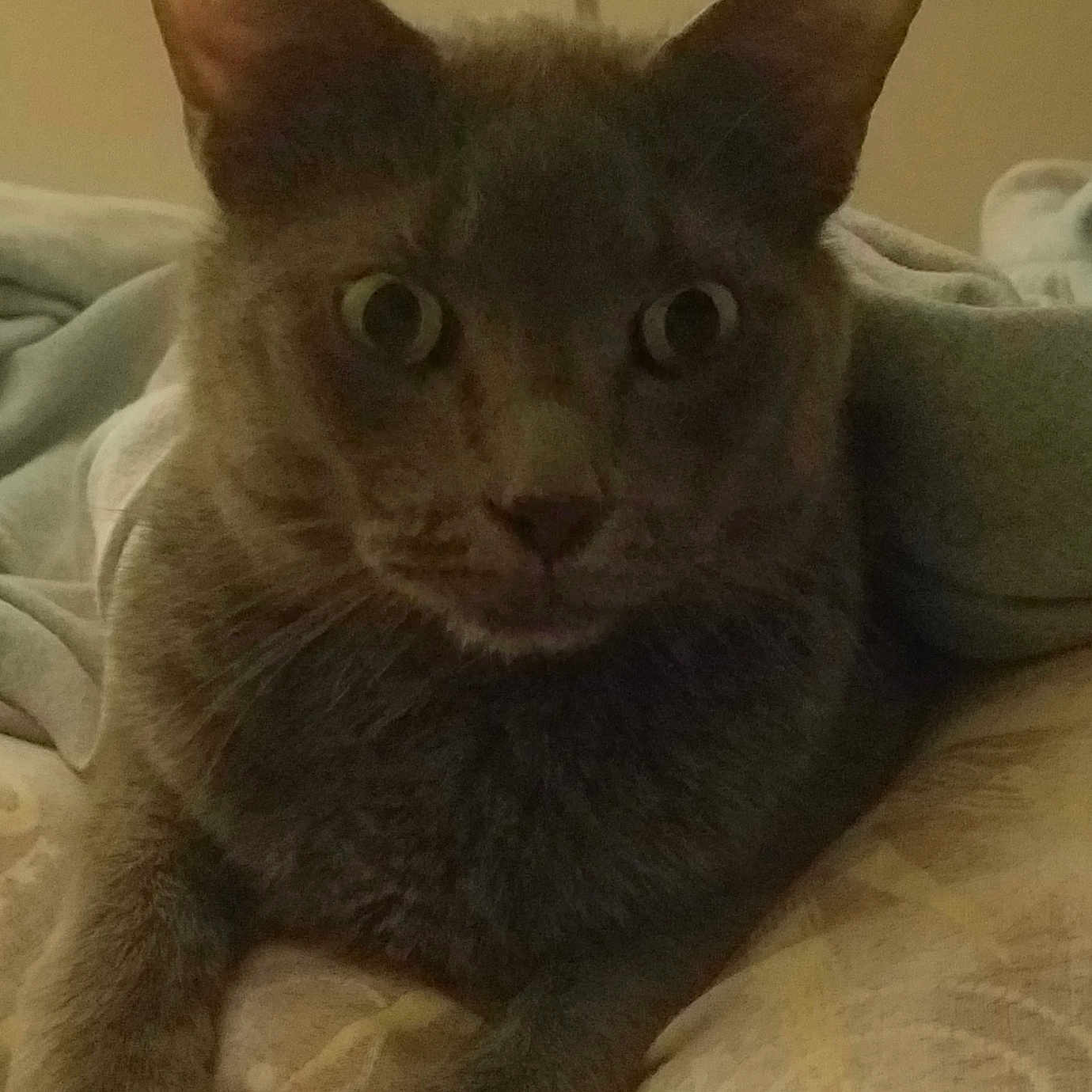 Liam Bonet is registered to the contest to win money with this photo: animal, bed, blanket, cat, close_up, cozy, curious, cute, domestic_animal, ears, feline, fur, gray_cat, indoor, mammal, pet, pillow, resting, sleepy, whiskers