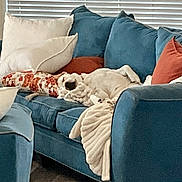 Saylor is registered to the contest to win money with this photo: dog, couch, pillows, blanket, living_room, relaxing, indoor, blue_couch, white_pillow, orange_pillow, wooden_floor, pet, resting, comfortable, home, furniture, nap, cozy, domestic, windows