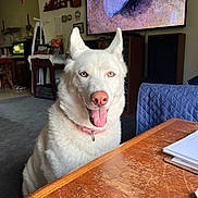 Blu is registered to the contest to win money with this photo: dog, white_dog, blue_eyes, pink_nose, tongue_out, indoor, living_room, wooden_table, television, furniture, carpet, smiling_dog, pet, domestic_animal, canine, collar, household, happy, cute, companion