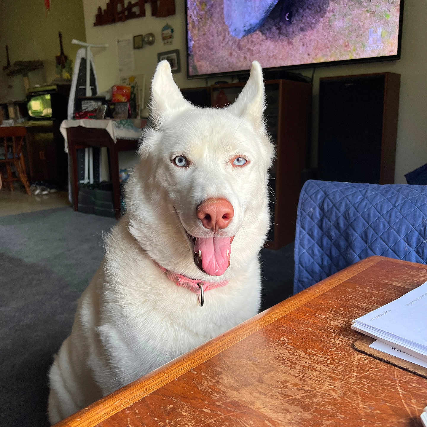 Blu is registered to the contest to win money with this photo: blue_eyes, canine, carpet, collar, companion, cute, dog, domestic_animal, furniture, happy, household, indoor, living_room, pet, pink_nose, smiling_dog, television, tongue_out, white_dog, wooden_table