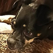 Sabrina is registered to the contest to win money with this photo: animal, black_dog, canine, carpet, close_up, companion, dog, domestic_animal, ears, eye, fur, indoor, looking, lying_down, muzzle, pet, relaxed, resting, snout, texture