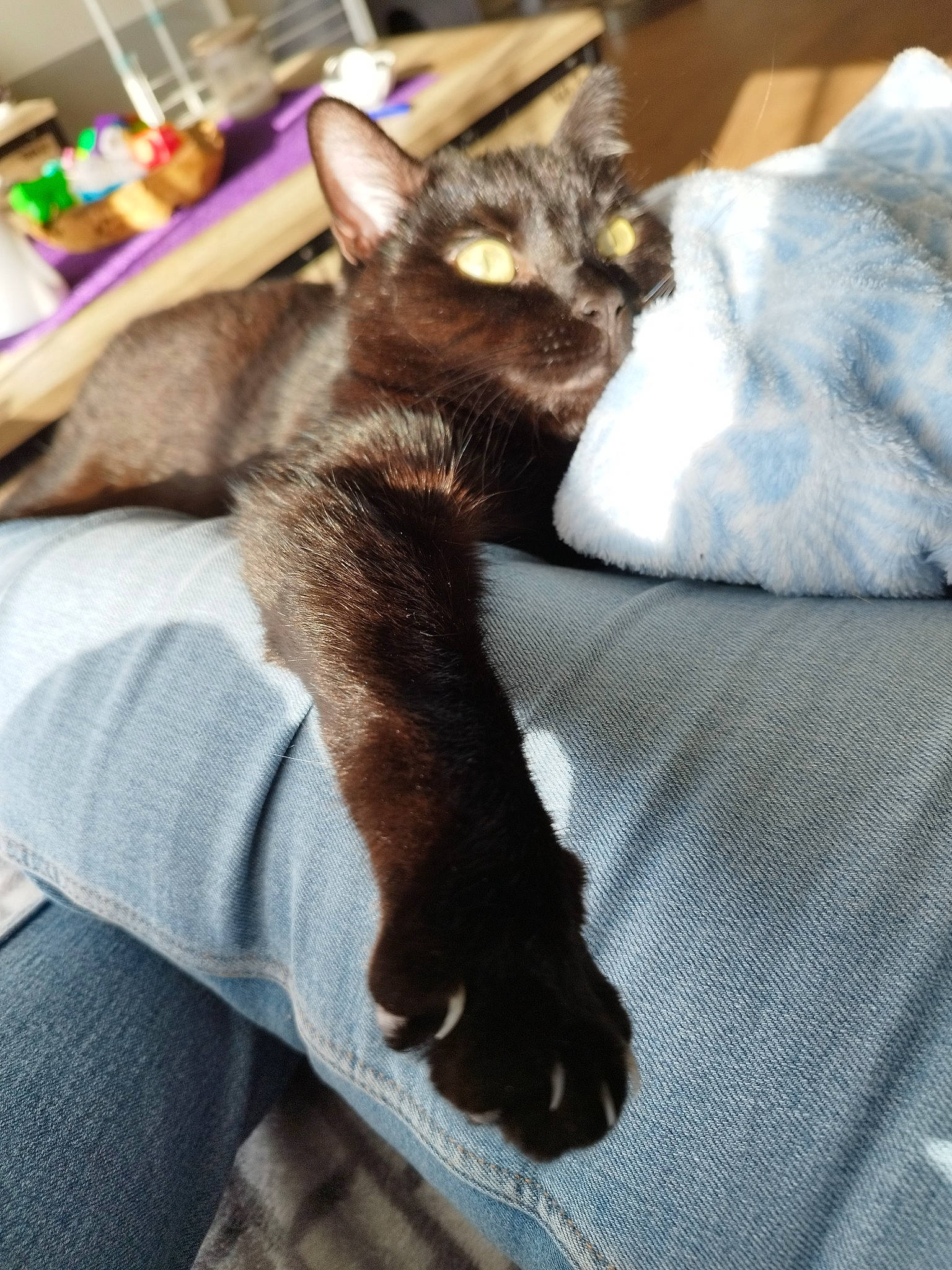 Dakota participe au concours pour gagner de l'argent avec cette photo : black_cat, bombay, carnivore, cat, claw, comfort, domestic_short_haired_cat, fawn, felidae, foot, fur, havana_brown, linens, nap, paw, small_to_medium_sized_cats, snout, tail, thai, whiskers