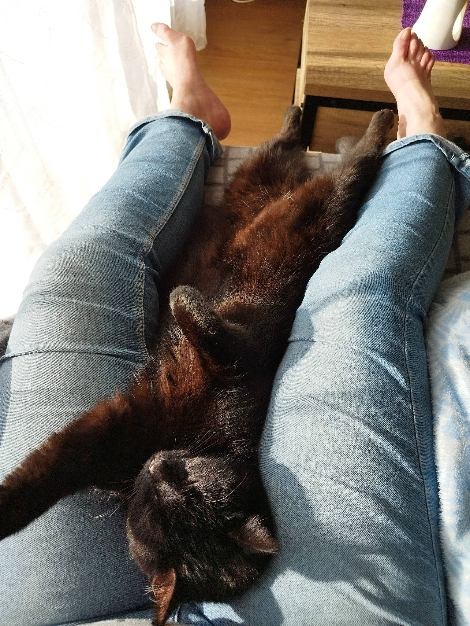 Dakota participe au concours pour gagner de l'argent avec cette photo : barefoot, carnivore, comfort, companion_dog, couch, dog, dog_breed, fawn, felidae, flooring, foot, gesture, human_leg, knee, lap, long_hair, small_to_medium_sized_cats, textile, thigh, wood